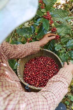 Sepette taze kahve çekirdeği.