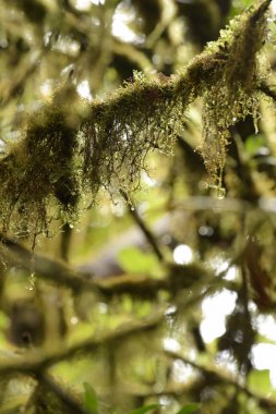 Arkaplan için doğanın detayları