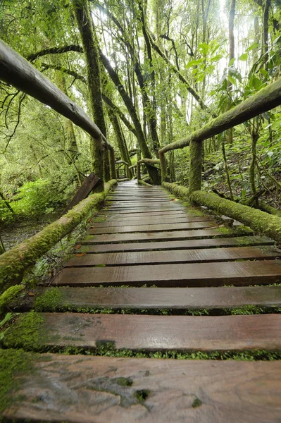 Walk Way Deep Forest — Stock Photo, Image