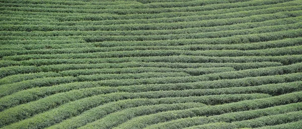 Plantación Chiang Rai Tailandia — Foto de Stock