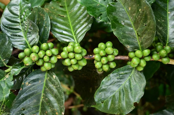 Green coffee beans on stem