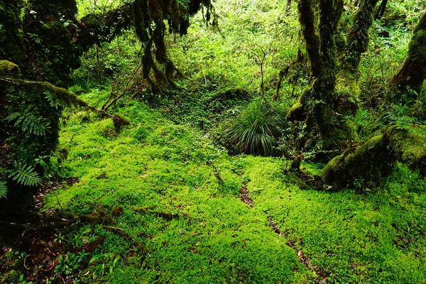 Troncos Árboles Suelo Cubierto Musgo Verde Bosque — Foto de Stock