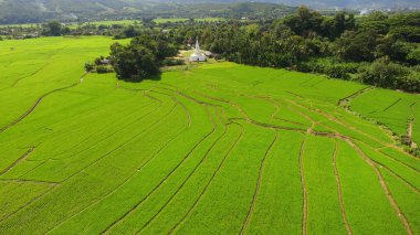 Tayland 'daki güzel pirinç tarlaları.. 