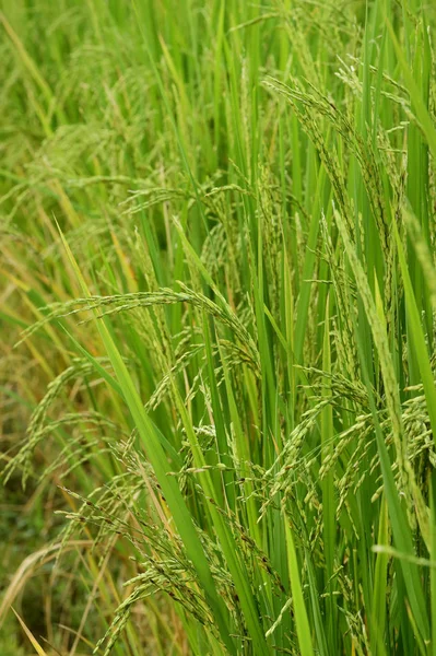 在稻田里把成熟的水稻收起来 — 图库照片