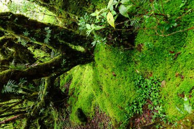 zemin ve ağaç gövdeleri ormandaki yeşil yosun kaplı