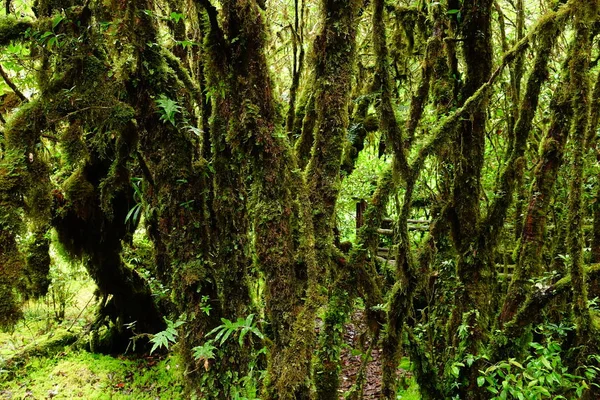 Moss Árbol Bosque —  Fotos de Stock