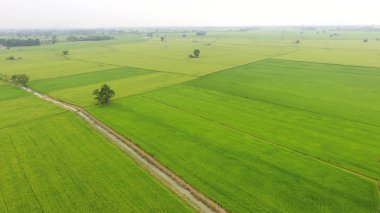 Tayland 'daki güzel pirinç tarlaları.. 