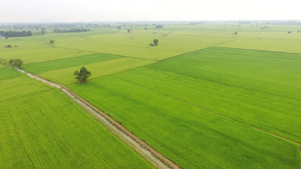 Tayland 'daki güzel pirinç tarlaları.. 