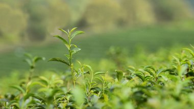 Chiang Rai, Tayland 'da çay çiftliği.