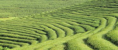 Chiang Rai, Tayland 'da çay çiftliği.