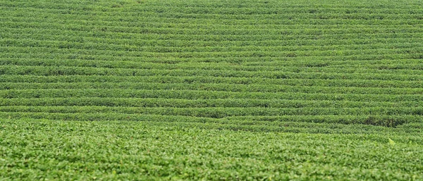 Plantacja Herbaty Chiang Rai Tajlandia — Zdjęcie stockowe