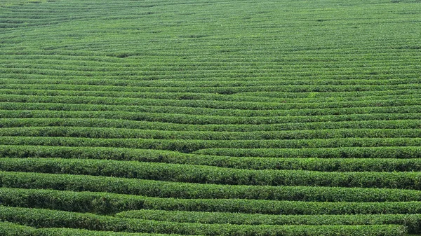 Plantación Chiang Rai Tailandia —  Fotos de Stock