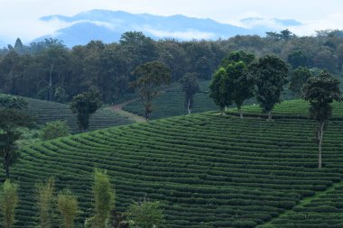 Chiang Rai, Tayland 'da çay çiftliği.