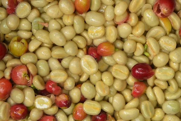 Koffiebonen Gefermenteerd Gewassen Bij Natte Verwerking — Stockfoto