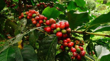 Ağaçta olgunlaşan kahve çekirdekleri