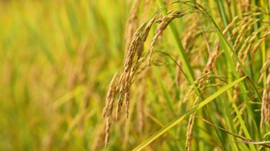 Bir çeltik tarlasında olgunlaşmış pirince yakın plan
