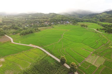 Tayland 'daki güzel pirinç tarlaları.. 