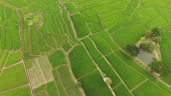 Чудовий Краєвид Рисових Полів Таїланді — стокове фото