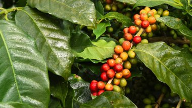 Ağaçta olgunlaşan kahve çekirdekleri