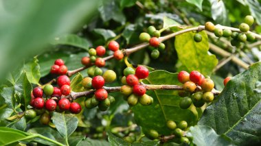 Ağaçta olgunlaşan kahve çekirdekleri