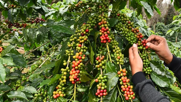 Ağaçta olgunlaşan kahve çekirdekleri