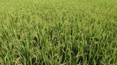 Bir çeltik tarlasında olgunlaşmış pirince yakın plan