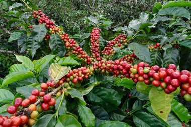 Ağaçta olgunlaşan kahve çekirdekleri