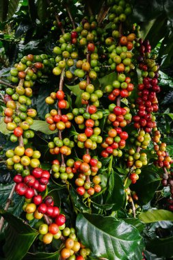 Ağaçta olgunlaşan kahve çekirdekleri