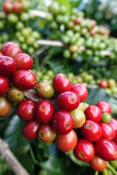 木の上で熟すコーヒー豆 — ストック写真