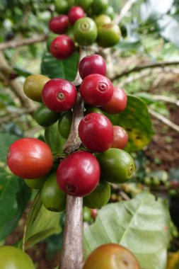 Ağaçta olgunlaşan kahve çekirdekleri