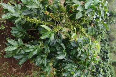 Köküne yeşil kahve.