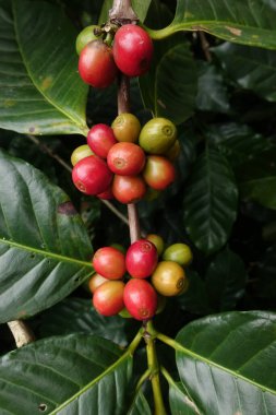 Ağaçta olgunlaşan kahve çekirdekleri