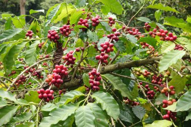  Ağaçta olgunlaşan kahve çekirdekleri