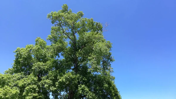 Paisaje Del Gran Árbol Con Cielo Azul Naturaleza —  Fotos de Stock