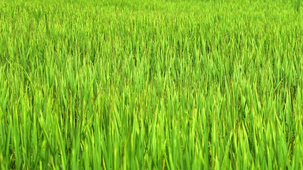 Close Ripening Rice Paddy Field — Stock Photo, Image