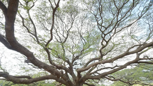 Пейзаж Велике Дерево Лісі — стокове фото