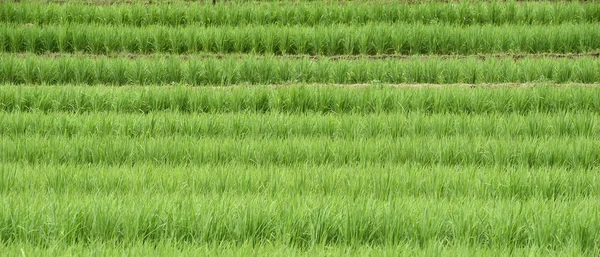 Ladang Padi Bertingkat Hijau Thailand Utara — Stok Foto