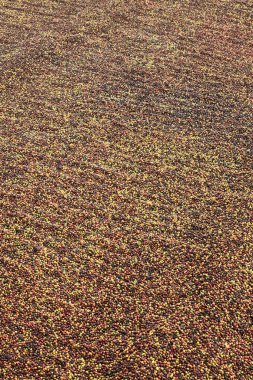 Kahve çekirdekleri güneşte kuruyor.                               