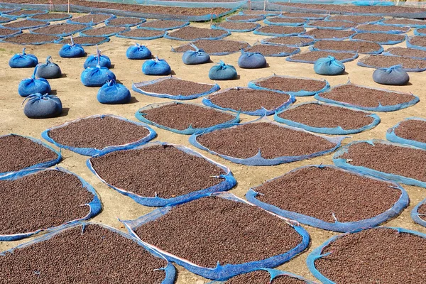 Coffee Beans Drying Sun — Stock Photo, Image