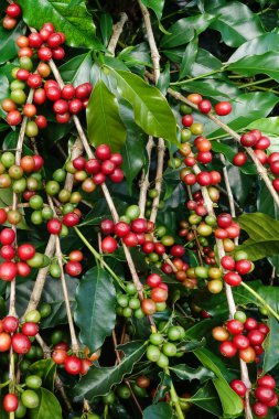 Ağaçta olgunlaşan kahve çekirdekleri                               