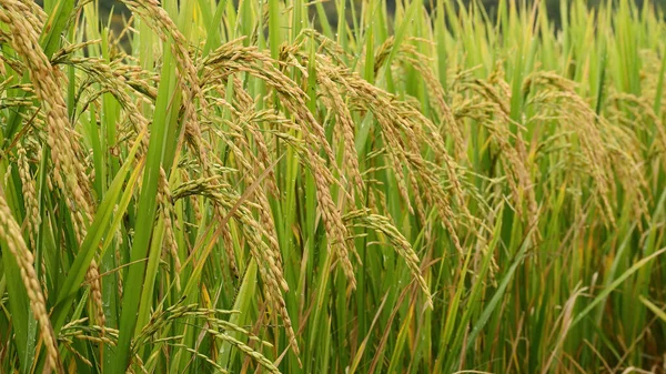 水田で米を熟成させるのは — ストック写真
