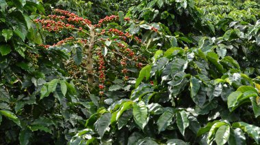 Ağaçta olgunlaşan kahve çekirdekleri                               