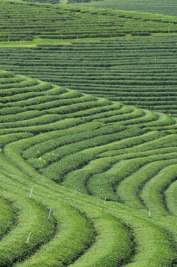 Chiang Rai, Tayland 'da çay çiftliği.