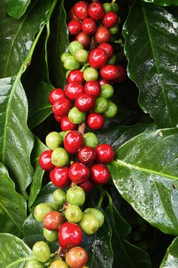 Ağaçta olgunlaşan kahve çekirdekleri                               