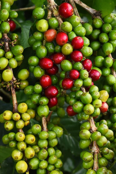 Granos Café Madurando Árbol —  Fotos de Stock