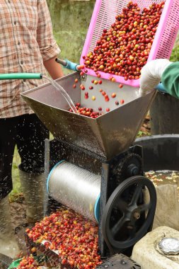 Kahve çekirdekleri, mayalanma ve yıkanma yöntemiyle.