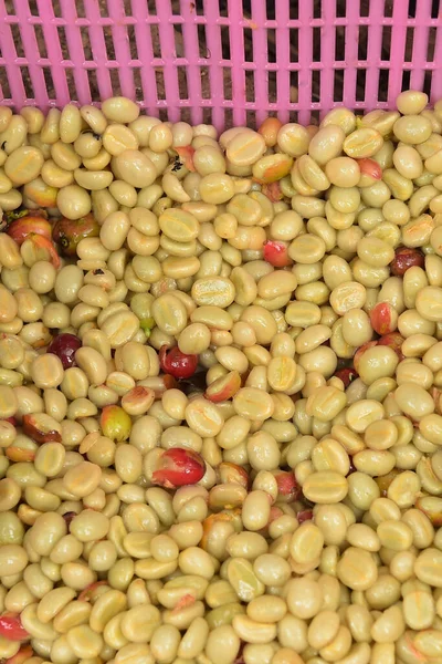 コーヒー豆 湿式処理の発酵洗浄方法 — ストック写真