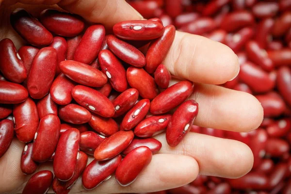 Gros plan de haricot rouge dans la main des hommes — Photo