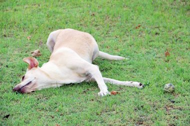 Köpek yerde.