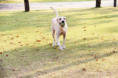 Eğitim köpek / beyaz Labrador çalışan mutlu onun top ile kamu bahçe taze yeşil sahada